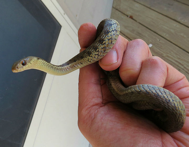 Eastern Garter Snake
